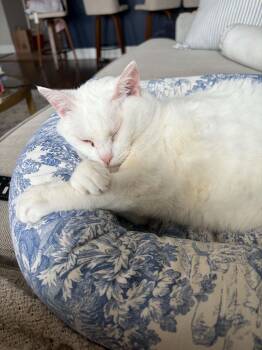 Apoleia -  Domestic Short Hair Cat for Adoption in Overland Park, Kansas - Apoleia | PetCurious