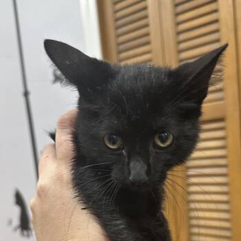 Midnight -  Domestic Short Hair Cat for Adoption in Corbin, Kentucky - Midnight | PetCurious