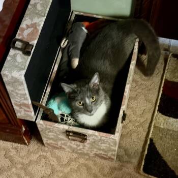 Domestic Short Hair Cats Available for Adoption in Bear, Delaware - Flora | PetCurious