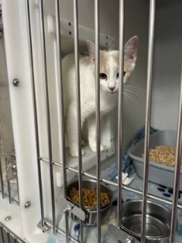 Rescue Domestic Short Hair Cats for Adoption in Cumming, Georgia - 1789-25 | PetCurious