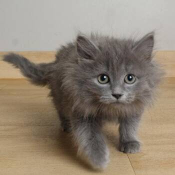 Domestic Medium Hair Cats Available for Adoption in Minnetonka, Minnesota - Brick C69112 | PetCurious