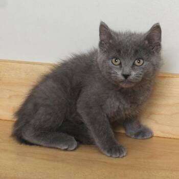 Domestic Short Hair Cats Available for Adoption in Minnetonka, Minnesota - Axl C69113 | PetCurious