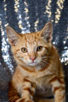 Lizzy -  Domestic Short Hair Cat for Adoption in Yakima, Washington - Lizzy | PetCurious