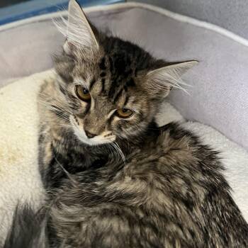 Misty -  Domestic Medium Hair Cat for Adoption in Berryville, Virginia - Misty | PetCurious