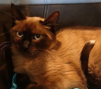 Rescue Siamese Cats for Adoption in Lee