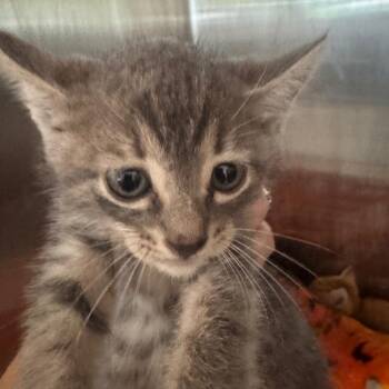 Pierogi -  Domestic Short Hair Cat for Adoption in Clearwater, Florida - Pierogi | PetCurious