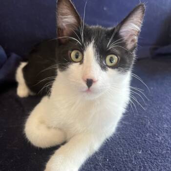 Rescue Domestic Short Hair Cats for Adoption in Los Angeles, California - Principino | PetCurious