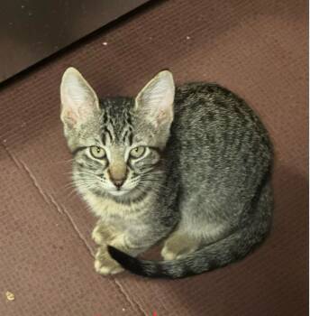 Rescue Tabby Cats for Adoption in Paulina, Louisiana - Mylo | PetCurious