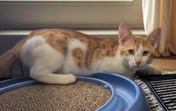 Leonardo-$75 Adoption Fee Special! -  Domestic Short Hair Cat for Adoption in Fort Myers, Florida - Leonardo-$75 Adoption Fee Special! | PetCurious
