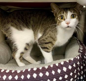 Emmanuelle -  Domestic Short Hair and Tabby Cat for Adoption in Fargo, North Dakota - Emmanuelle | PetCurious