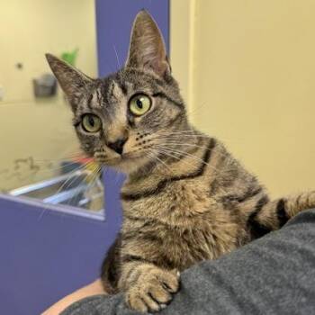 Amflora -  Domestic Short Hair Cat for Adoption in Richmond, Virginia - Amflora | PetCurious