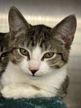 Boq -  Domestic Short Hair Cat for Adoption in Verona, Wisconsin - Boq | PetCurious