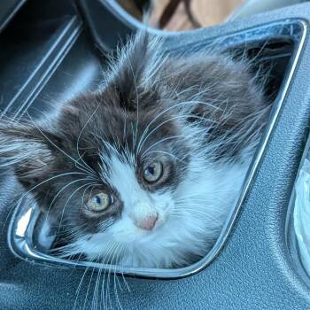 Oreo -  Domestic Long Hair Cat for Adoption in Greenville, Pennsylvania - Oreo | PetCurious