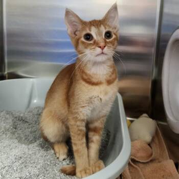 Tenrec -  Domestic Short Hair Cat for Adoption in Walker, Michigan - Tenrec | PetCurious