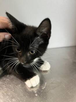 Delaney -  Domestic Short Hair Cat for Adoption in Dayton, Minnesota - Delaney | PetCurious