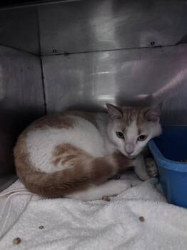 Domestic Short Hair Cats Available for Adoption in Burgaw, North Carolina - Dada | PetCurious