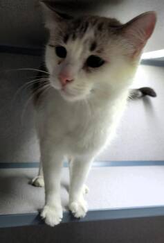 Marie -  Domestic Short Hair Cat for Adoption in Canon City, Colorado - Marie | PetCurious