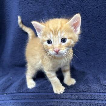 Apricot -  Domestic Short Hair Cat for Adoption in Oyster Bay, New York - Apricot | PetCurious