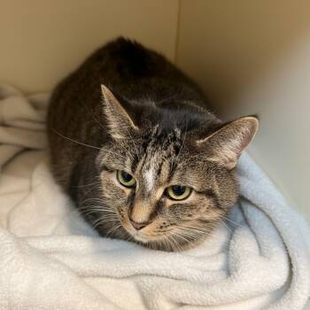 Dory -  Domestic Short Hair Cat Available for Adoption in Elyria, Ohio - Dory | PetCurious