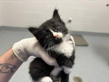 A383346 -  Domestic Long Hair Cat for Adoption in Ocala, Florida - A383346 | PetCurious