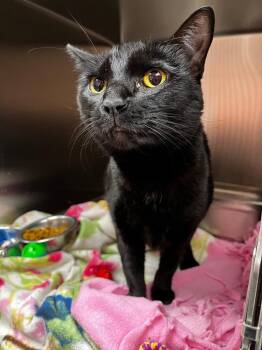 Domestic Short Hair Cats Available for Adoption in Logan, Utah - Astrid | PetCurious