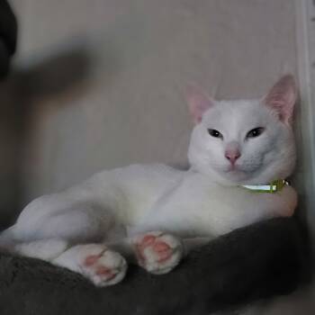 Rescue Domestic Short Hair Cats for Adoption in Portage, Michigan - Spice | PetCurious