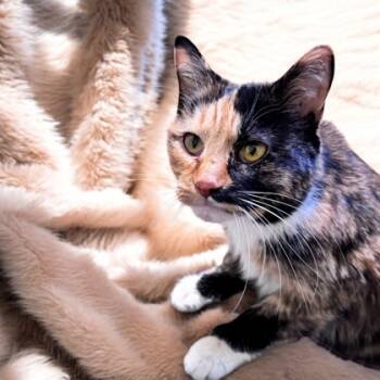 Rescue Domestic Short Hair Cats for Adoption in Cumberland, Maryland - Rosemary | PetCurious