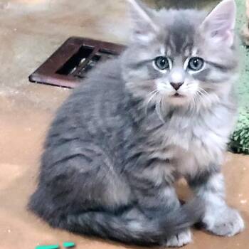 Fabio -  Domestic Long Hair Cat for Adoption in Layton, Utah - Fabio | PetCurious