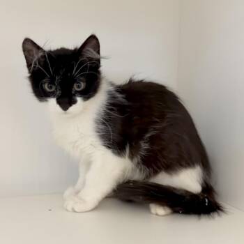 Princess Donut -  Domestic Medium Hair Cat for Adoption in League City, Texas - Princess Donut | PetCurious