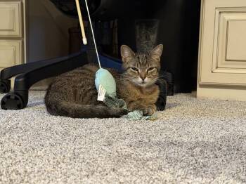 Domestic Short Hair Cats Available for Adoption in New Cumberland, West Virginia - April | PetCurious
