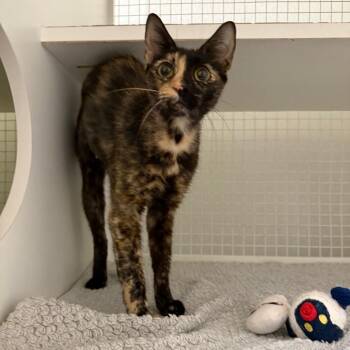 Chiquita -  Domestic Short Hair Cat for Adoption in San Antonio, Texas - Chiquita | PetCurious