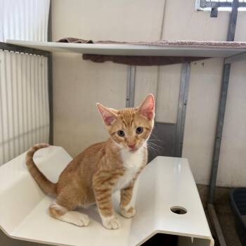Mewlius Cesar -  Domestic Short Hair Cat for Adoption in Goleta, California - Mewlius Cesar | PetCurious