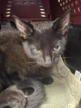 Palmer -  Domestic Short Hair Cat for Adoption in Daytona Beach, Florida - Palmer | PetCurious