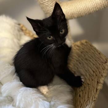 Bingley -  Domestic Short Hair Cat for Adoption in New York, New York - Bingley | PetCurious
