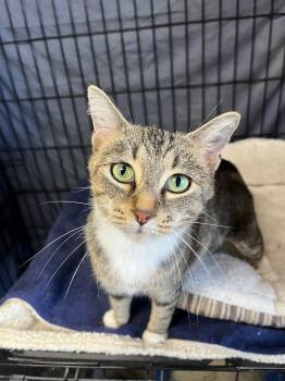 Rescue Domestic Short Hair Cats for Adoption in Richmond, Kentucky - Kala | PetCurious