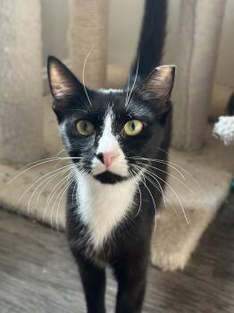Domestic Short Hair Cats Available for Adoption in Virginia Beach, Virginia - Mama Fran | PetCurious