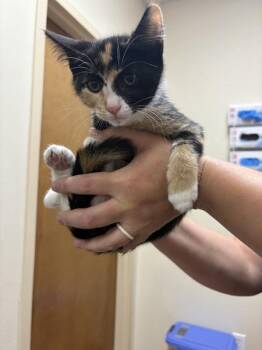 Mickie -  Domestic Short Hair Cat for Adoption in Kennewick, Washington - Mickie | PetCurious