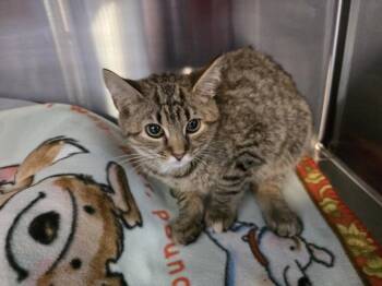 RUTHIE -  Domestic Short Hair Cat for Adoption in Southbury, Connecticut - RUTHIE | PetCurious