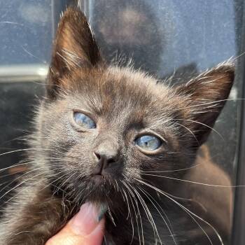 Rescue Domestic Short Hair Cats for Adoption in Santa Ana, California - Batty | PetCurious