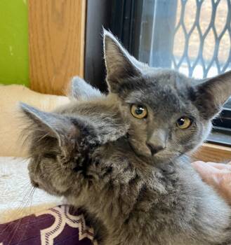 Lug Nut -  Domestic Short Hair Cat for Adoption in Fargo, North Dakota - Lug Nut | PetCurious