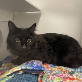 Domestic Medium Hair Cats Available for Adoption in Los Angeles, California - Salem | PetCurious