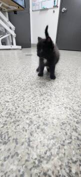 Wool -  Domestic Short Hair Cat for Adoption in Van Wert, Ohio - Wool | PetCurious