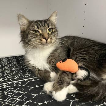 Tansy -  Domestic Medium Hair and Tabby Cat for Adoption in Dublin, Ohio - Tansy | PetCurious