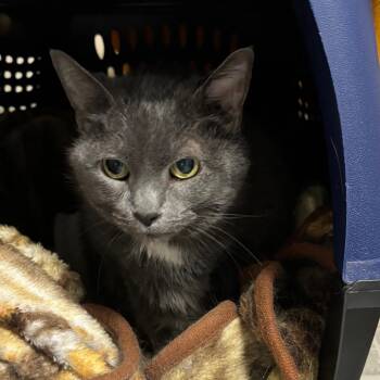 Domestic Short Hair Cats Available for Adoption in Dekalb, Illinois - Ivy | PetCurious