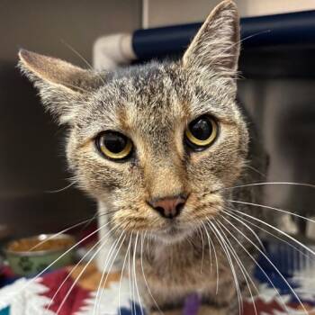 Rescue Domestic Short Hair Cats for Adoption in Lynchburg, Virginia - Oliver | PetCurious