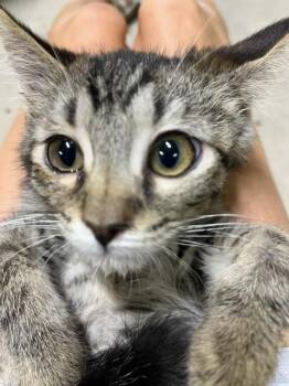 Sugar Pea -  Domestic Short Hair Cat for Adoption in Dayton, Minnesota - Sugar Pea | PetCurious