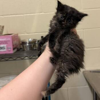 Meowly Cyrus -  Domestic Short Hair Cat for Adoption in Lufkin, Texas - Meowly Cyrus | PetCurious