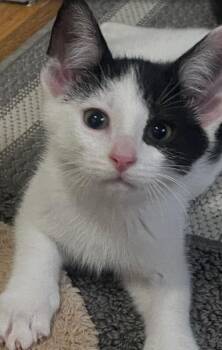 Blinky -  Domestic Short Hair Cat for Adoption in North Babylon, New York - Blinky | PetCurious