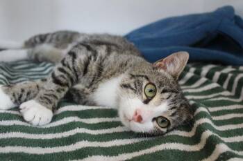 Domestic Short Hair Cats Available for Adoption in Chestertown, Maryland - Dragon Fruit | PetCurious