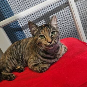 Celine -  Domestic Short Hair Cat for Adoption in Richmond, Indiana - Celine | PetCurious